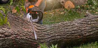 How Our Tree Care Process Works  in  Wellington, OH